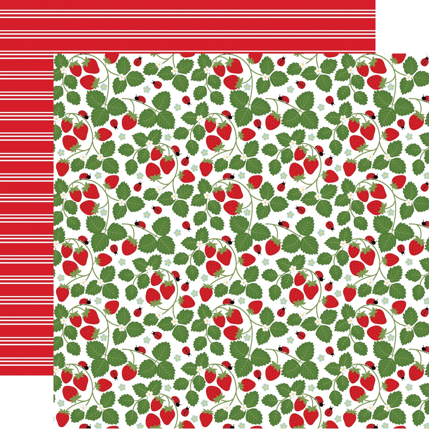 Little Ladybug Double-Sided Cardstock 12"X12"-Cute As A Bug